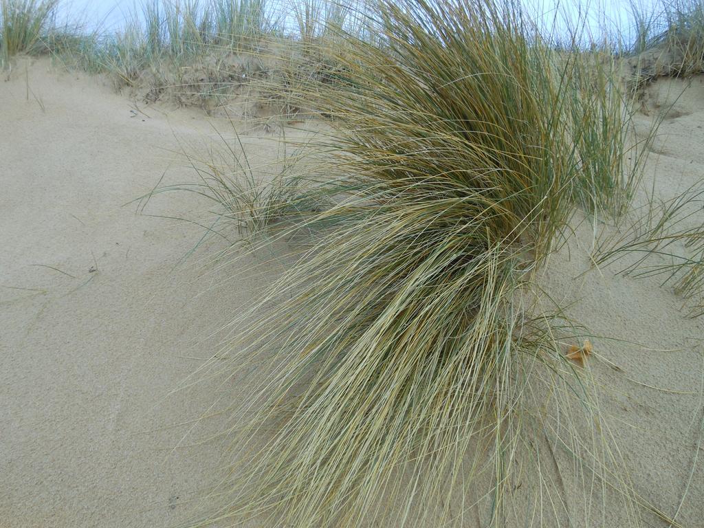 Hotel De La Petite Plage Saint-Georges-d'Oleron Eksteriør billede